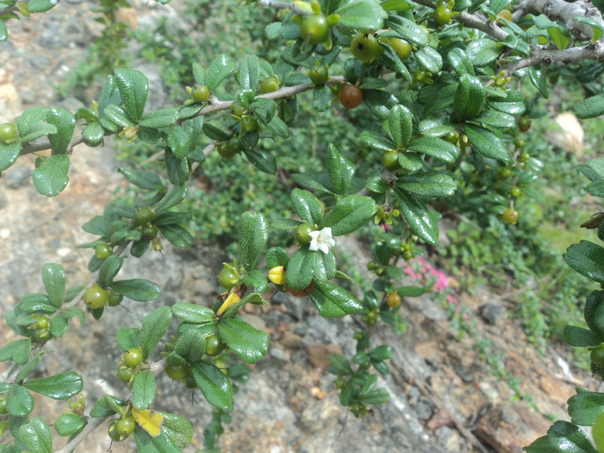 Ehretia microphylla Lam.